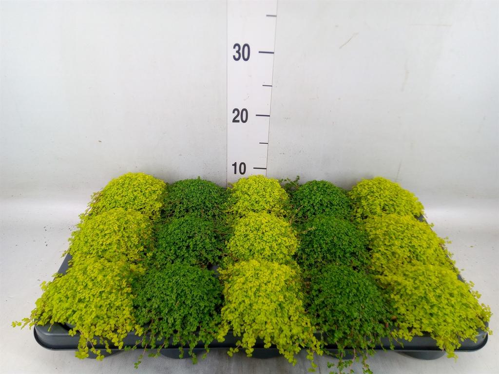 Горшечные цветы и растения оптом Soleirolia Soleirolii   ...mix 2 от 15шт (для телеги) из Голландии с доставкой по России