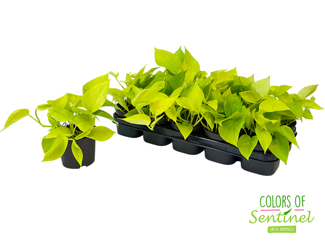 Горшечные цветы и растения оптом Epipr Golden Pothos от 10шт из Голландии с доставкой по России