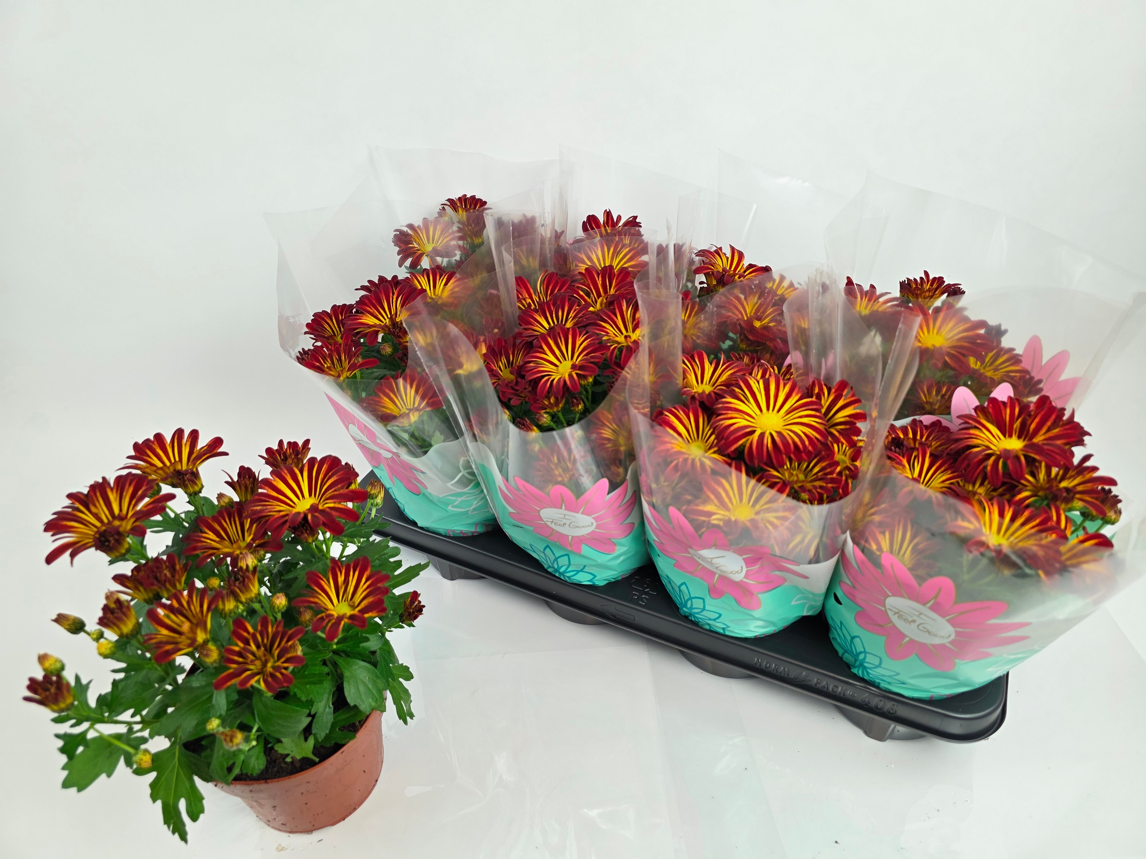 Горшечные цветы и растения оптом Chrys Rainbow Circus от 8шт из Голландии с доставкой по России