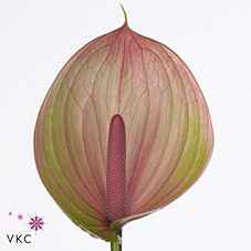 Срезанные цветы оптом Anthurium peruzzi от 20шт из Голландии с доставкой по России