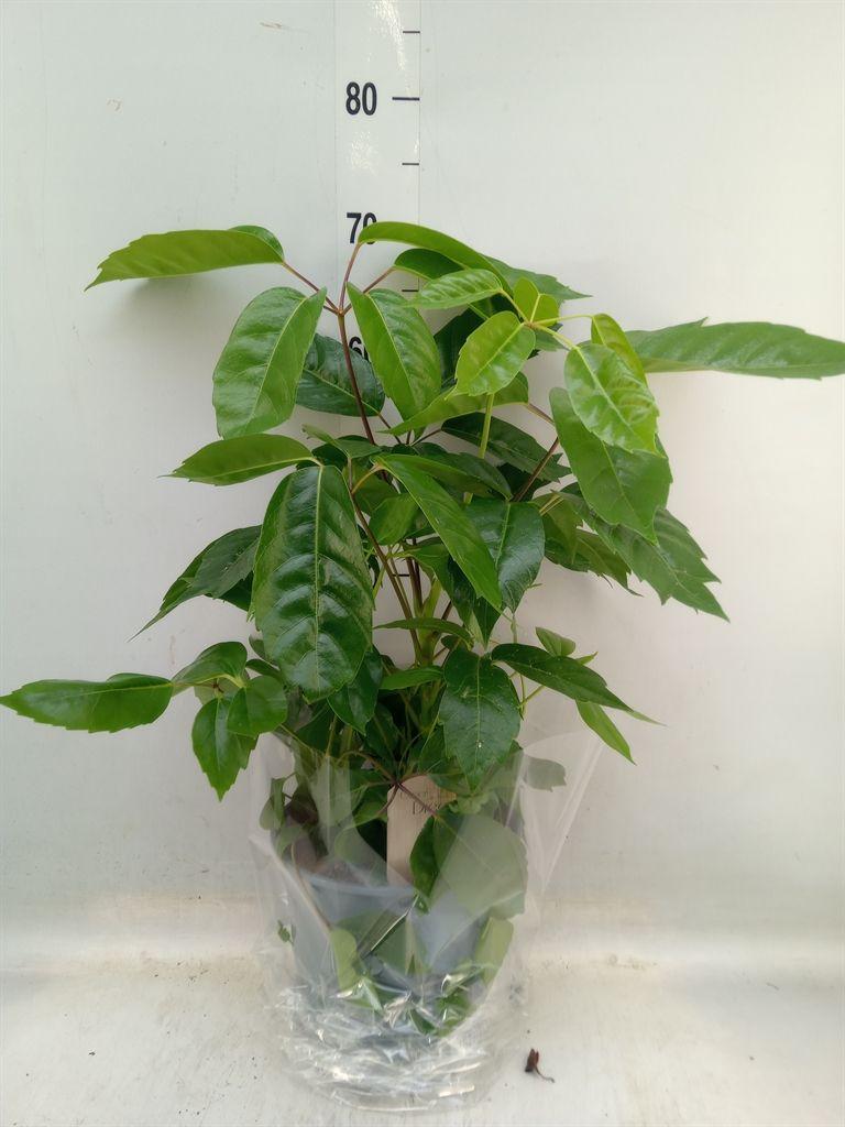 Горшечные цветы и растения оптом Schefflera Green Bush от 1шт из Голландии с доставкой по России