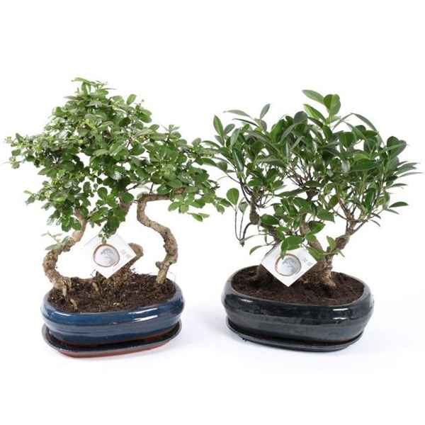 Горшечные цветы и растения оптом Bonsai Mix Forest In Ceramic With Saucer от 2шт из Голландии с доставкой по России