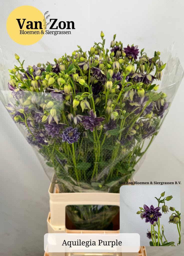 Срезанные цветы оптом Aquilegia purple от 25шт из Голландии с доставкой по России