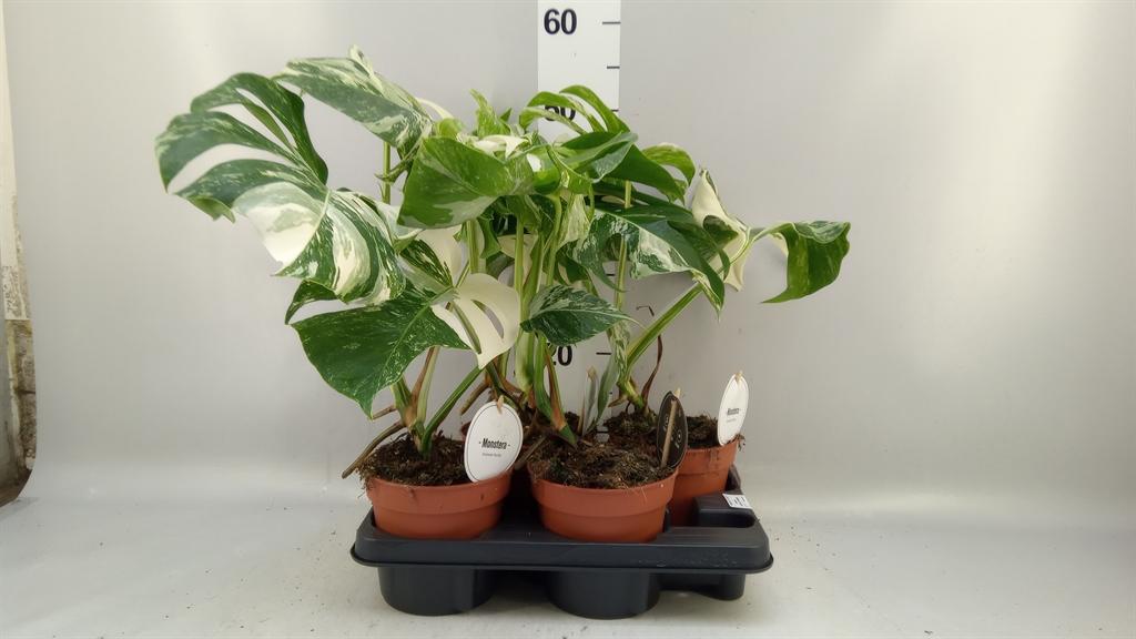 Горшечные цветы и растения оптом Monstera Delic. variegata от 4шт из Голландии с доставкой по России