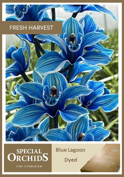 Срезанные цветы оптом Cymbidium paint blue lagoon от 6шт. из Голландии с доставкой по России