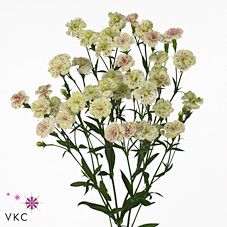 Срезанные цветы оптом Dianthus sp raffine elea от 60шт из Голландии с доставкой по России