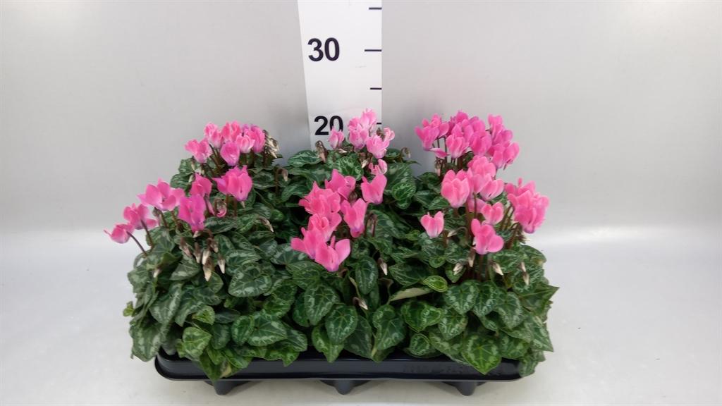 Горшечные цветы и растения оптом Cyclamen Kl compact от 6шт (для телеги) из Голландии с доставкой по России