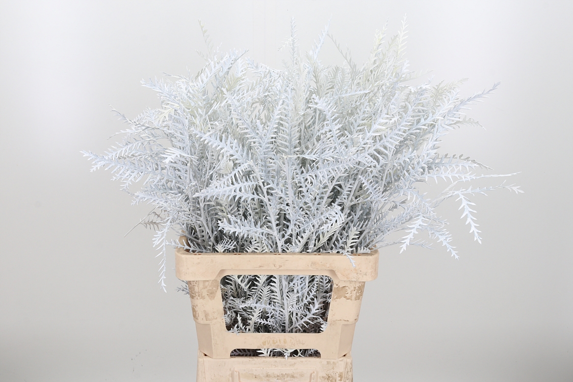 Срезанные цветы оптом Grevillea ivanhoe paint white от 50шт из Голландии с доставкой по России