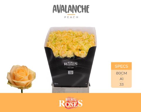 Срезанные цветы оптом Rosa la peach avalanche+ от 50шт из Голландии с доставкой по России