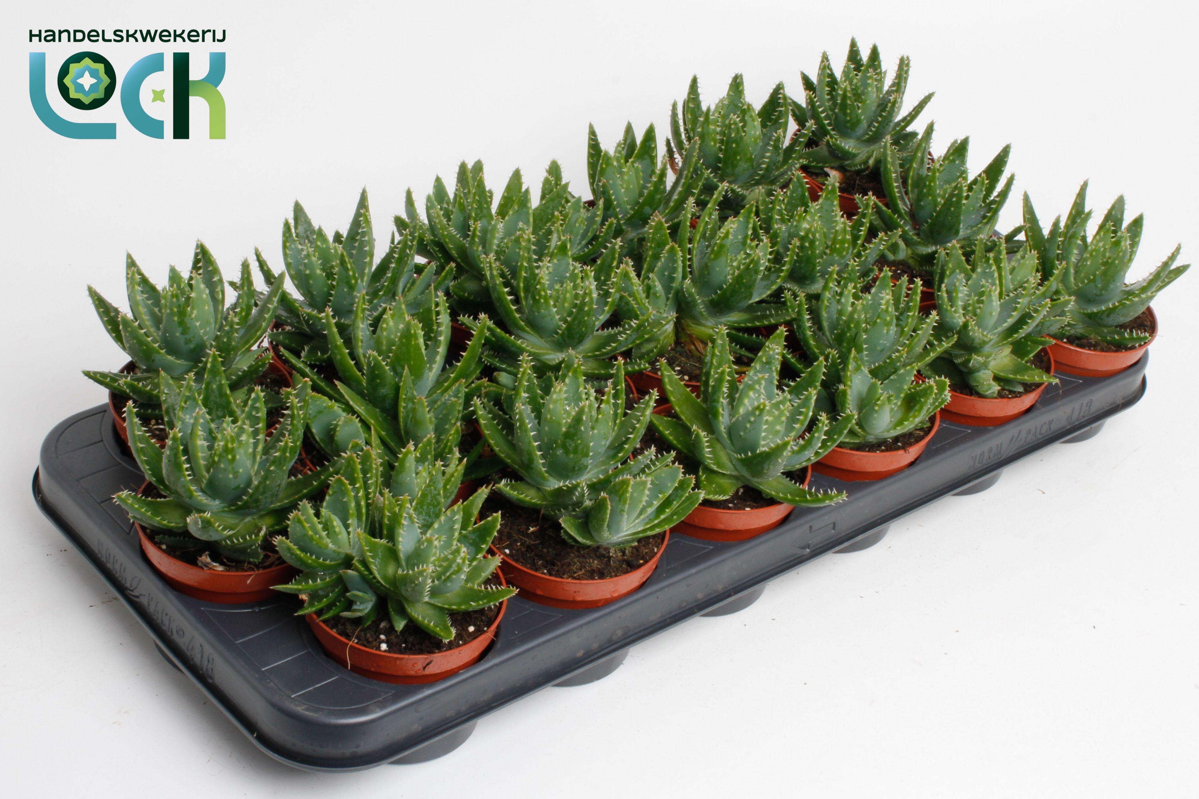 Горшечные цветы и растения оптом Aloe Brevifolia от 12шт (для телеги) из Голландии с доставкой по России