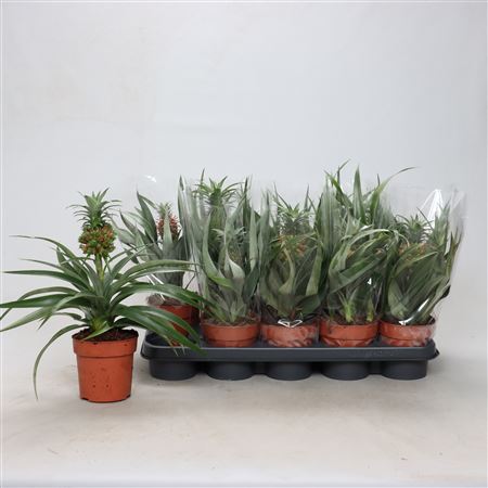 Горшечные цветы и растения оптом Ananas Mix Spring Deal от 10шт из Голландии с доставкой по России