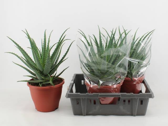 Горшечные цветы и растения оптом Aloe Arborescens от 3шт из Голландии с доставкой по России