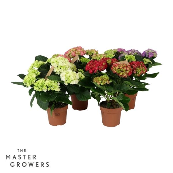 Горшечные цветы и растения оптом Hydrangea Ma Everlast Mix 7+ от 6шт из Голландии с доставкой по России