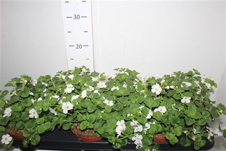 Горшечные цветы и растения оптом Sut White Showers от 12шт из Голландии с доставкой по России