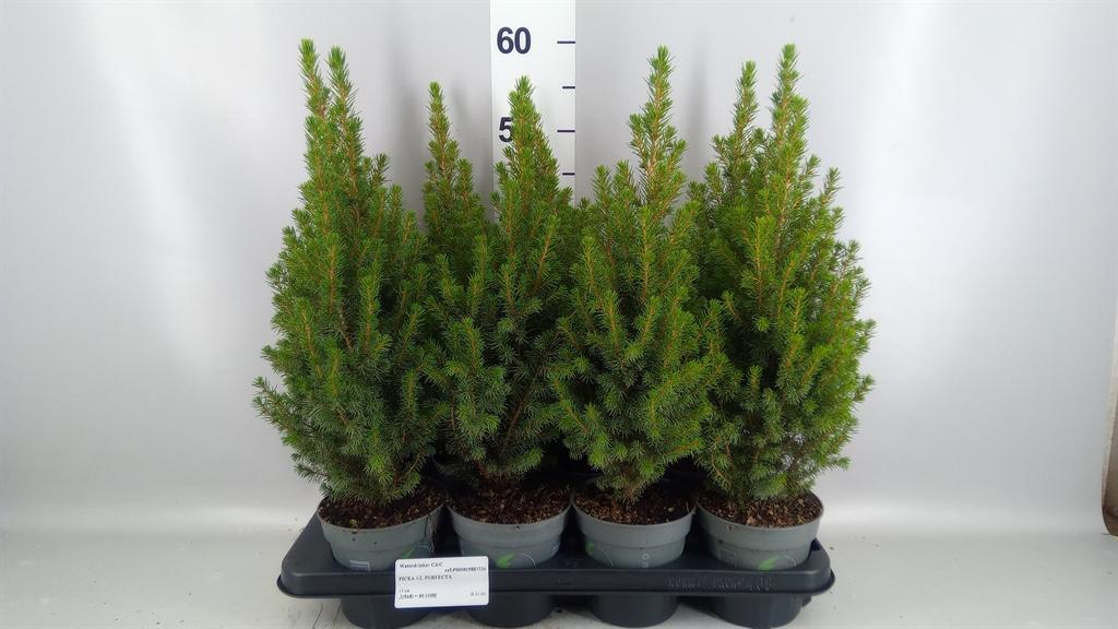 Горшечные цветы и растения оптом Picea Glauca perfecta от 8шт из Голландии с доставкой по России