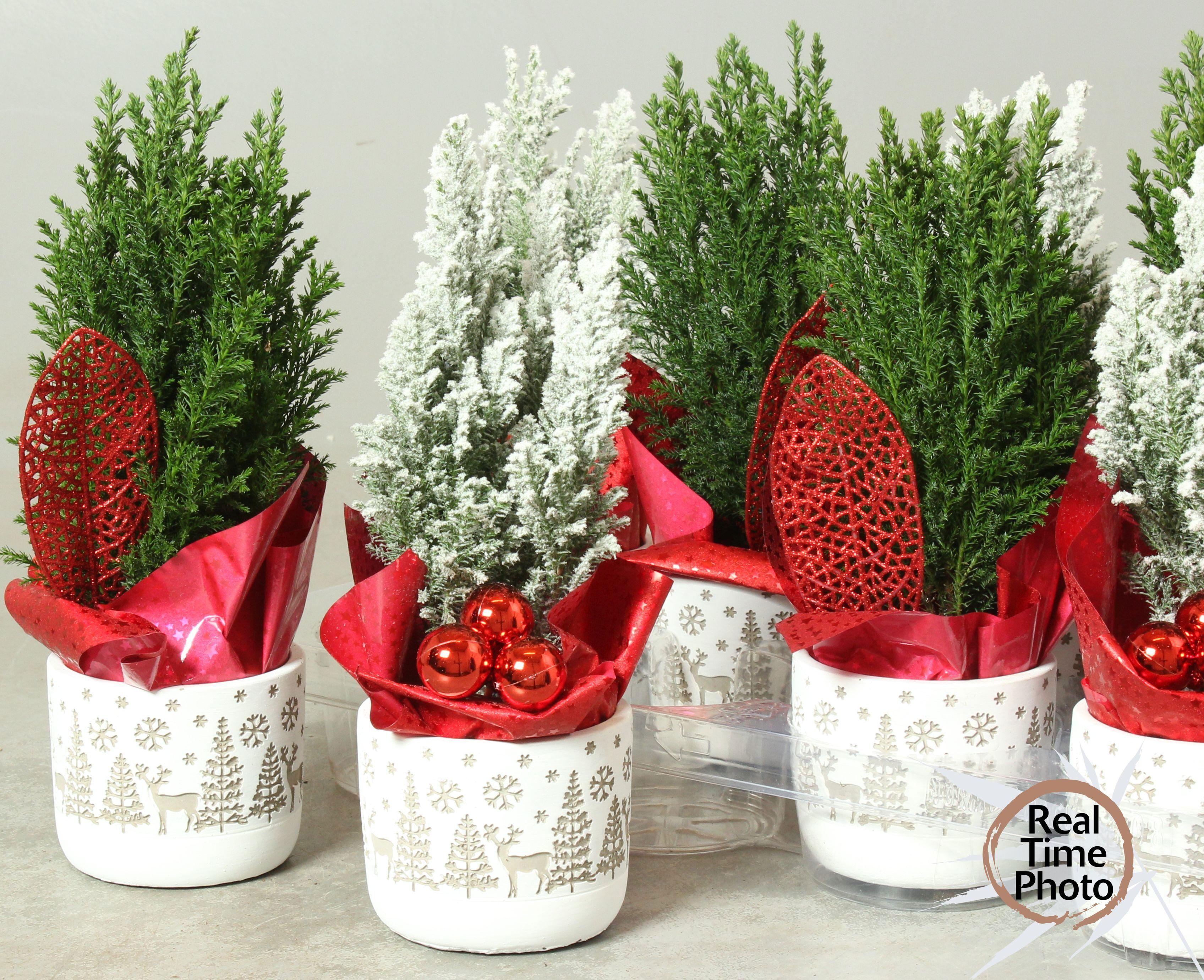 Горшечные цветы и растения оптом Cham L Ellwoodii от 8шт из Голландии с доставкой по России