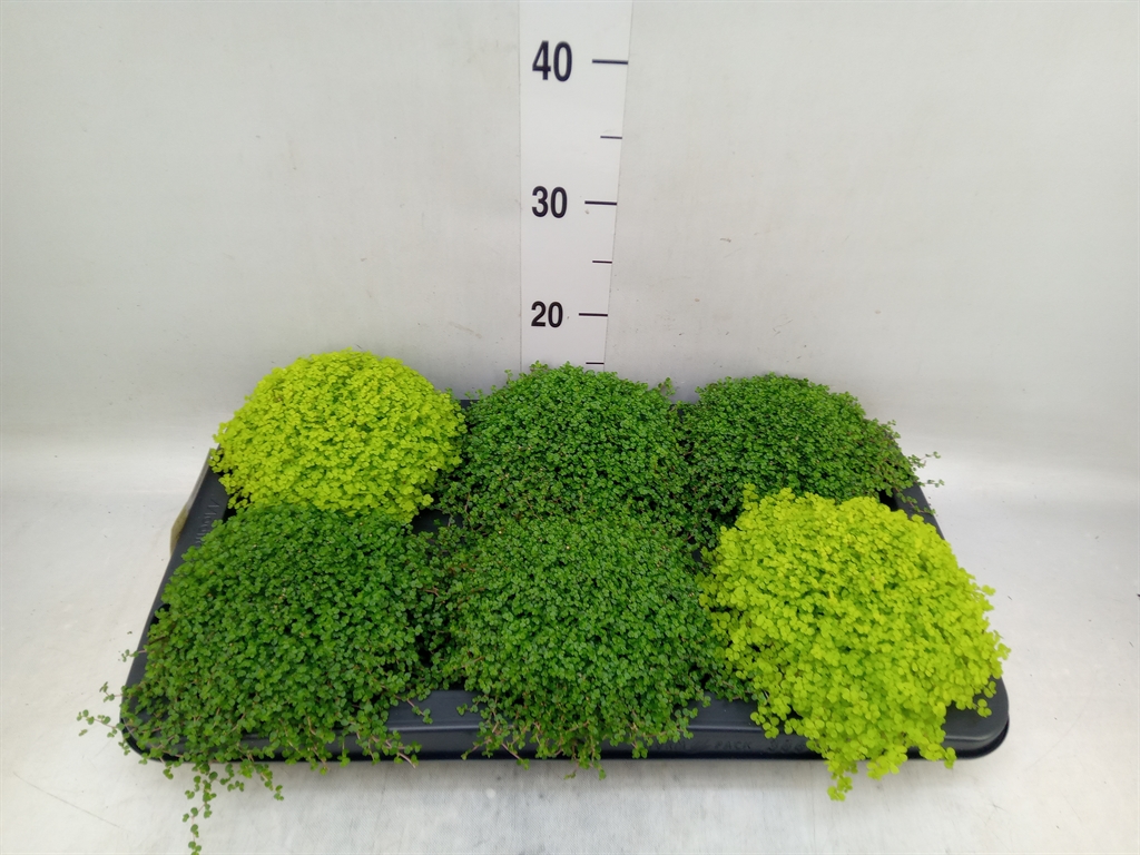 Горшечные цветы и растения оптом Soleirolia Soleirolii   ...mix 2 от 6шт' из Голландии с доставкой по России