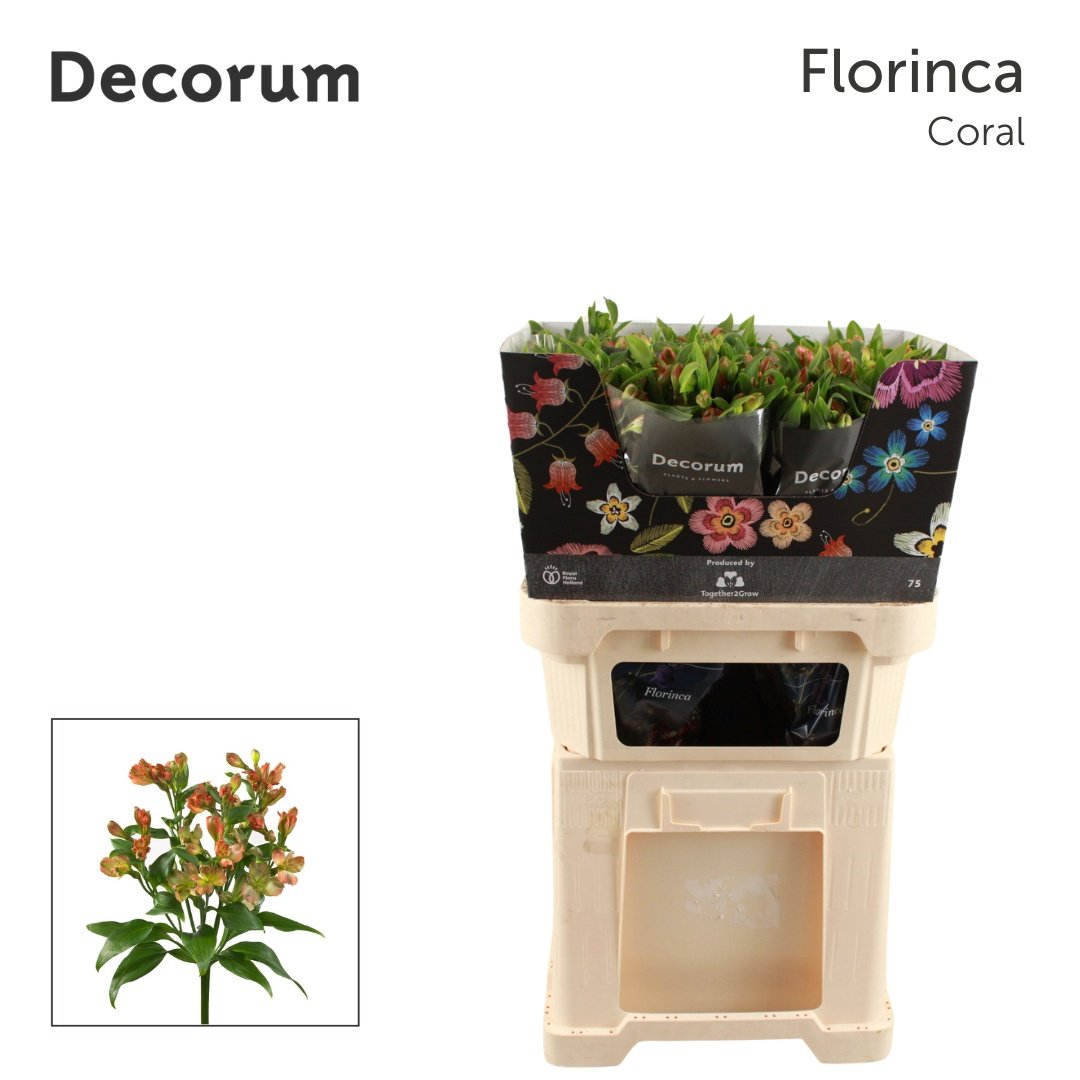 Срезанные цветы оптом Alstroemeria fl coral от 50шт из Голландии с доставкой по России