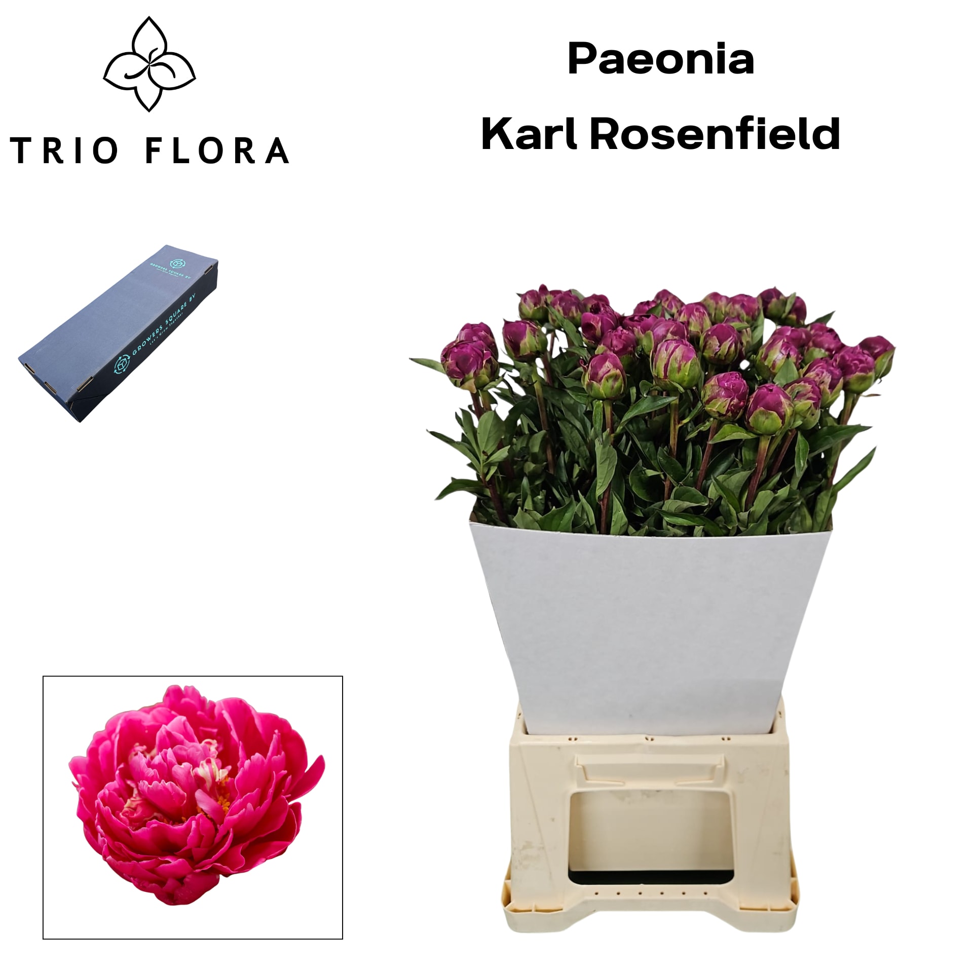 Срезанные цветы оптом Paeonia karl rosenfield от 20шт из Голландии с доставкой по России