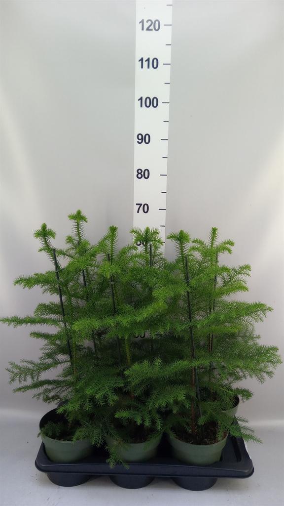 Горшечные цветы и растения оптом Araucaria Heterophylla от 6шт из Голландии с доставкой по России