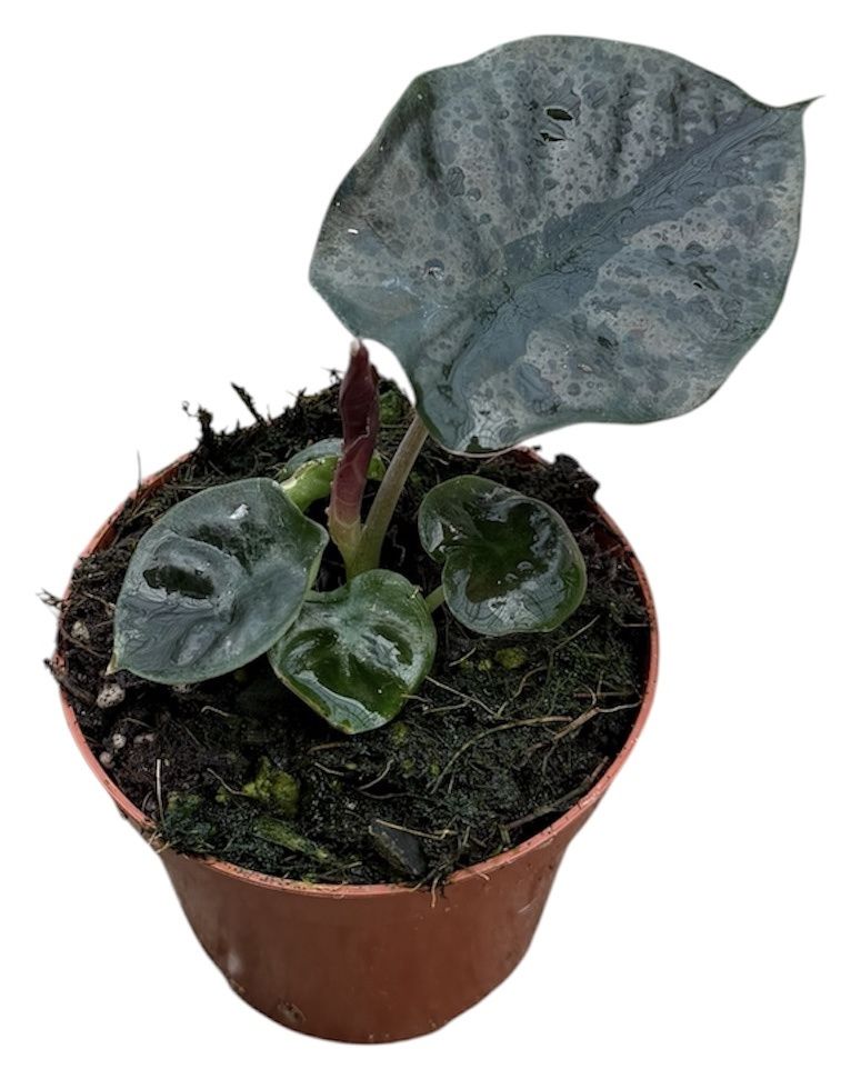 Горшечные цветы и растения оптом Alocasia Black Magic от 1шт (для телеги) из Голландии с доставкой по России