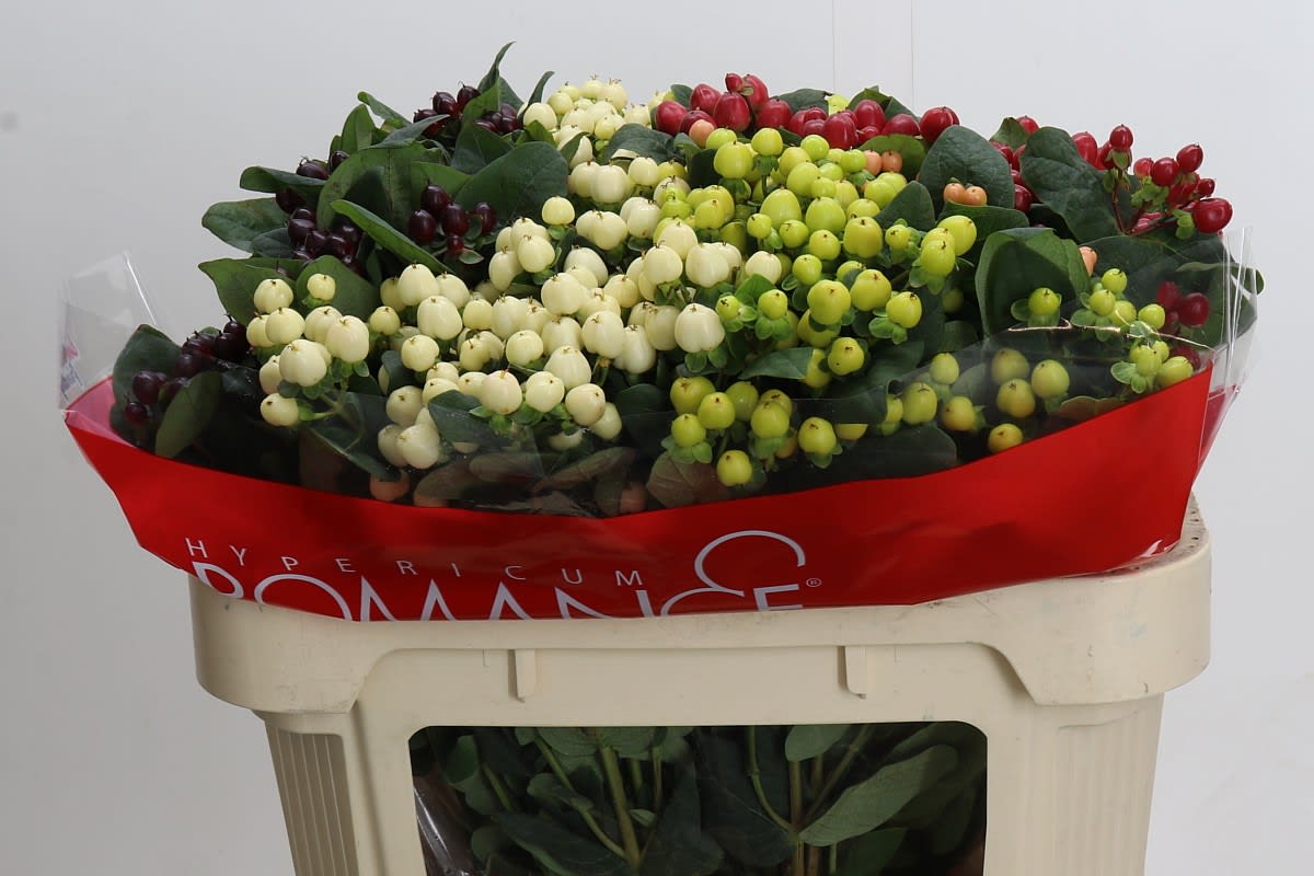 Срезанные цветы оптом Hypericum rainbow spray romance от 50шт из Голландии с доставкой по России