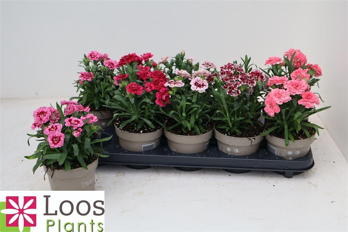 Горшечные цветы и растения оптом Dianthus Oscar Mix от 10шт из Голландии с доставкой по России