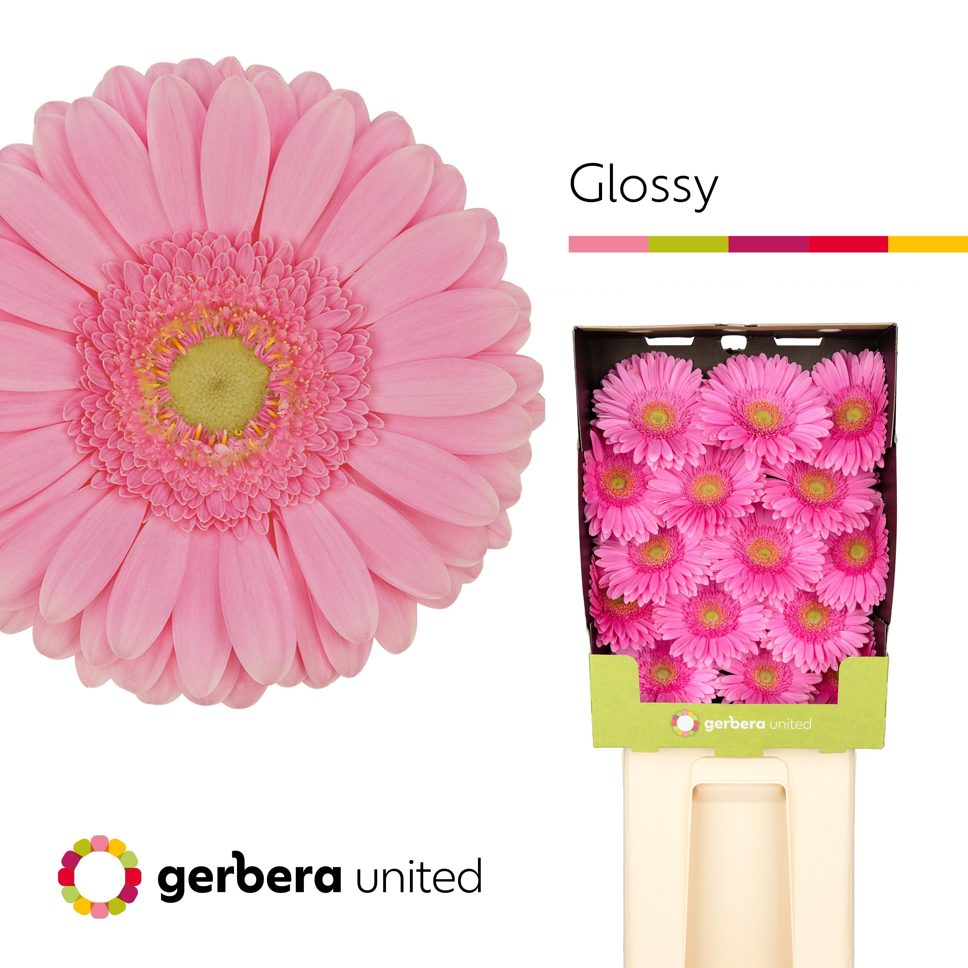 Срезанные цветы оптом Gerbera diamond glossy от 45шт из Голландии с доставкой по России