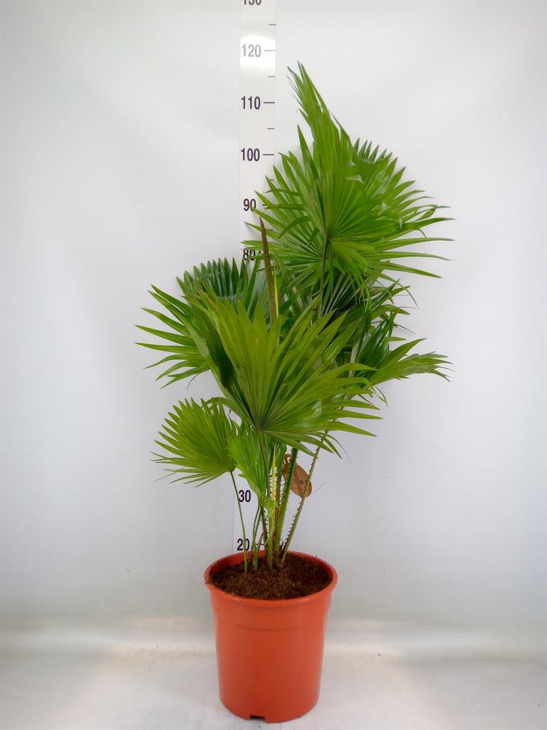 Горшечные цветы и растения оптом Livistona Rotundifolia от 1шт из Голландии с доставкой по России