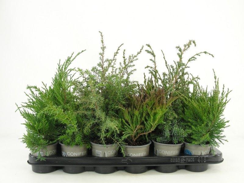 Горшечные цветы и растения оптом Juniperus ... от 18шт (для телеги) из Голландии с доставкой по России