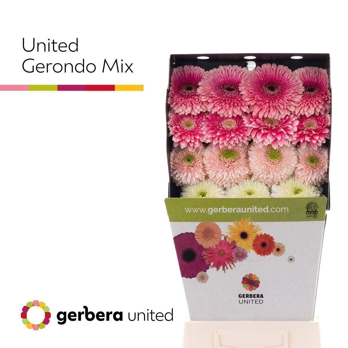 Срезанные цветы оптом Gerbera diamond gerponi big mix от 45шт из Голландии с доставкой по России