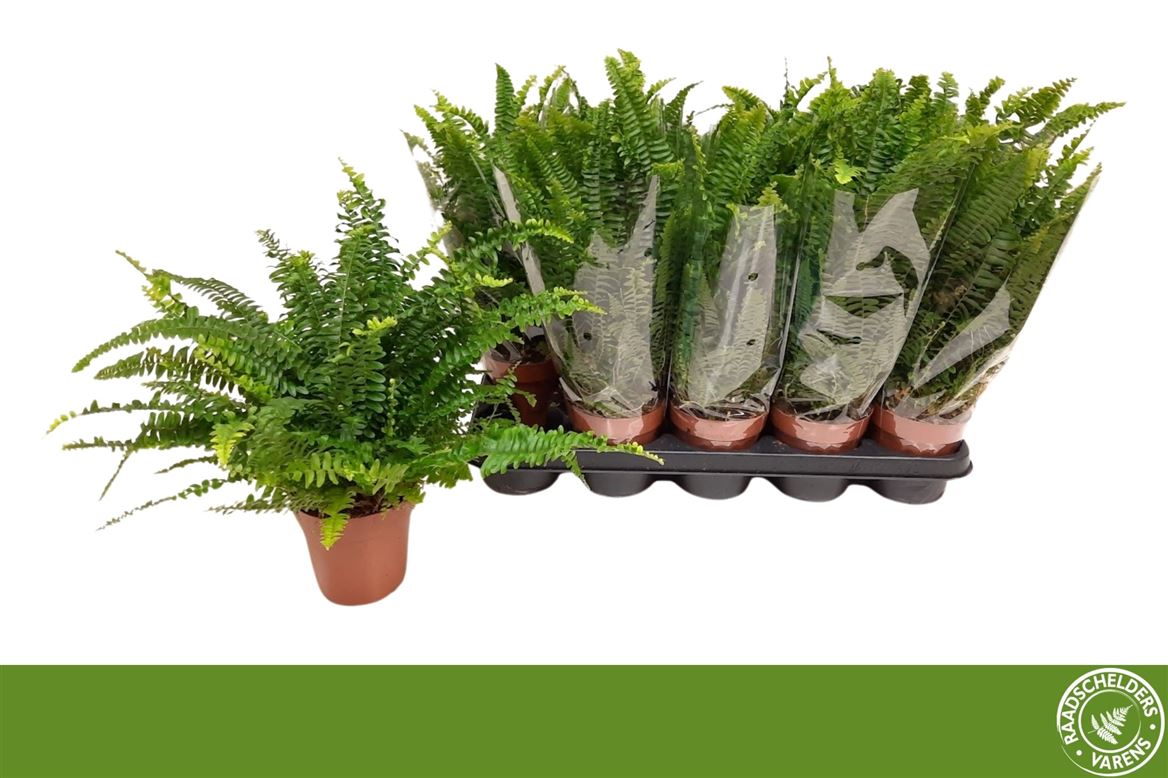 Горшечные цветы и растения оптом Nephrolepis Green Lady от 10шт из Голландии с доставкой по России