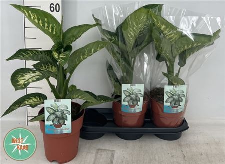 Горшечные цветы и растения оптом Dieff Se Tropic Snow от 3шт из Голландии с доставкой по России