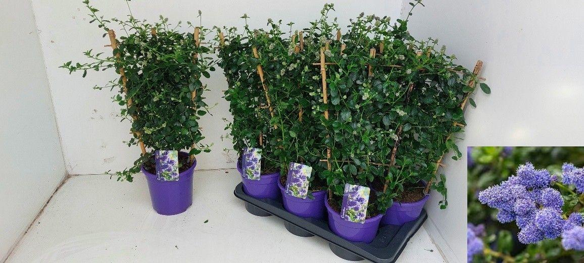 Горшечные цветы и растения оптом Ceanothus Thyr Repens от 6шт из Голландии с доставкой по России