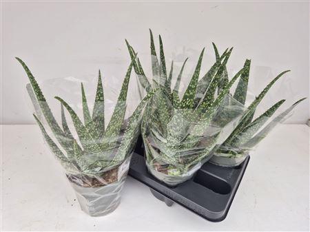 Горшечные цветы и растения оптом Aloe Vera P14 от 4шт из Голландии с доставкой по России