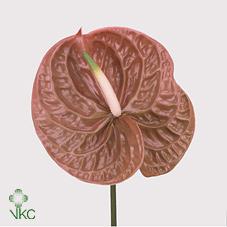 Срезанные цветы оптом Anthurium terra от 12шт из Голландии с доставкой по России