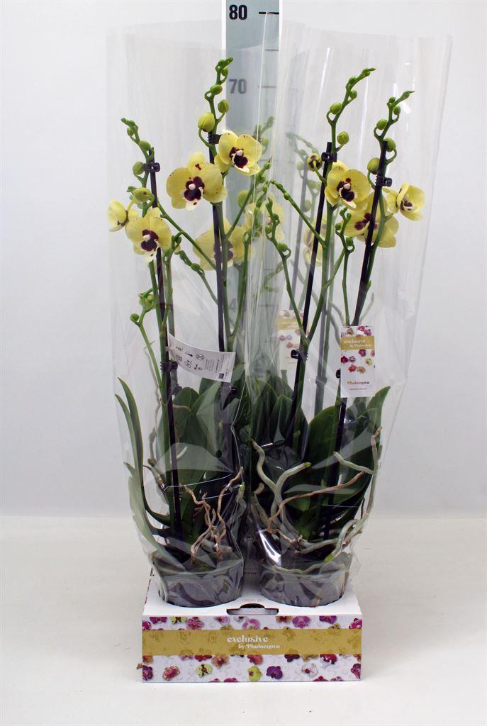 Горшечные цветы и растения оптом Phal Multi Witroze B7 от 4шт из Голландии с доставкой по России