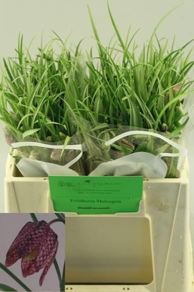Срезанные цветы оптом Fritillaria meleagris от 100шт из Голландии с доставкой по России