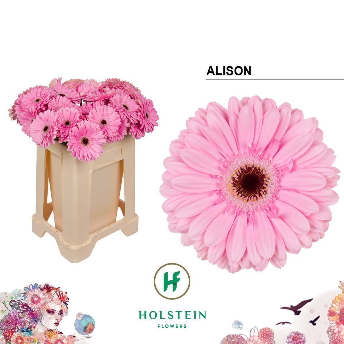 Срезанные цветы оптом Gerbera alison от 40шт из Голландии с доставкой по России