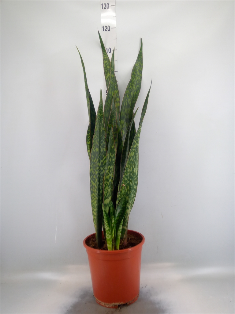 Горшечные цветы и растения оптом Sansevieria Trifa.   ... от 1шт из Голландии с доставкой по России
