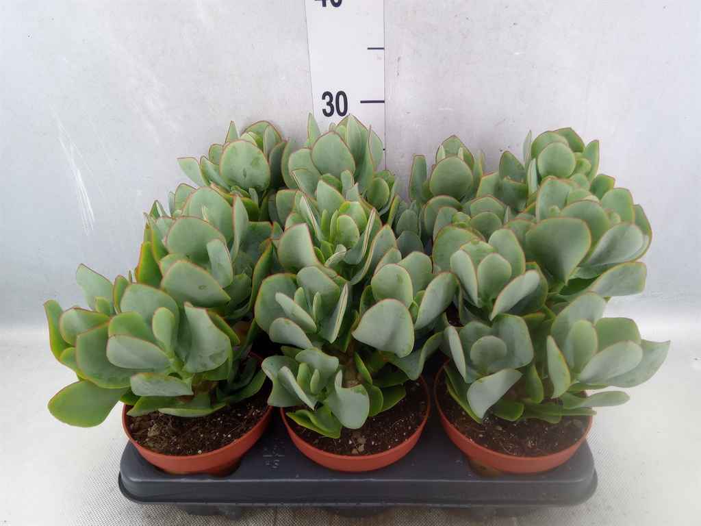 Горшечные цветы и растения оптом Crassula Arborescens от 6шт из Голландии с доставкой по России