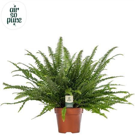 Горшечные цветы и растения оптом Nephrolepis Green Lady - Air So Pure от 6шт из Голландии с доставкой по России