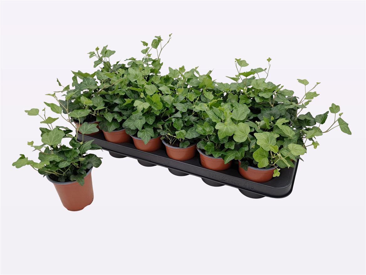 Горшечные цветы и растения оптом Hedera Wonder от 18шт (для телеги) из Голландии с доставкой по России