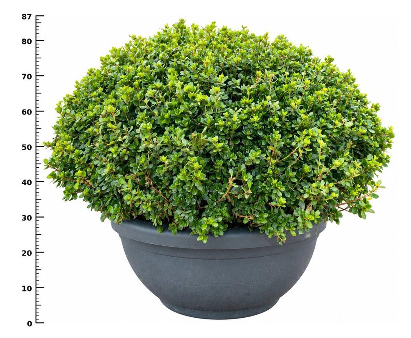 Горшечные цветы и растения оптом Rhododendron (aj) hino Crimson от 1шт из Голландии с доставкой по России