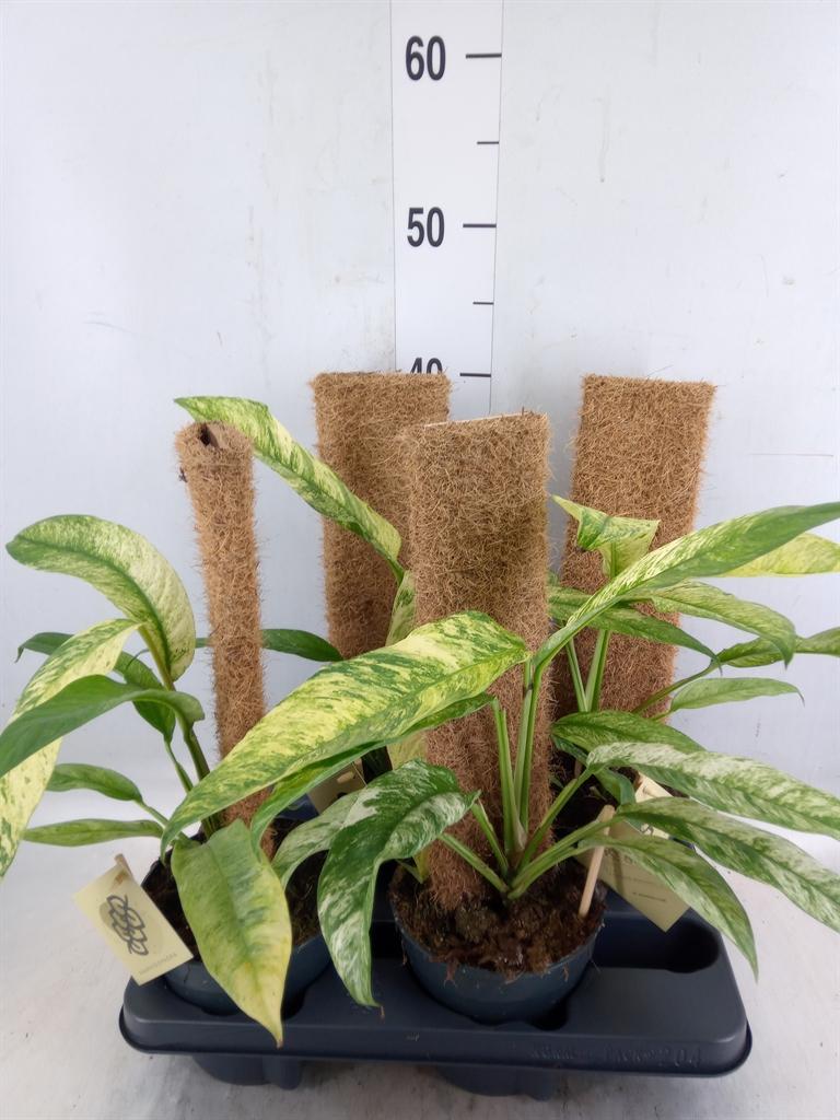 Горшечные цветы и растения оптом Planten   ...green L% от 4шт из Голландии с доставкой по России