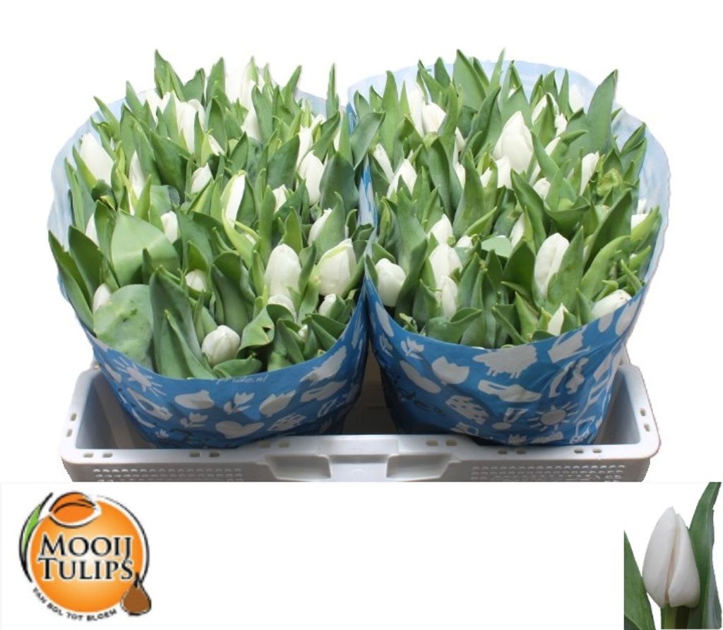 Срезанные цветы оптом Tulipa si update от 100шт из Голландии с доставкой по России