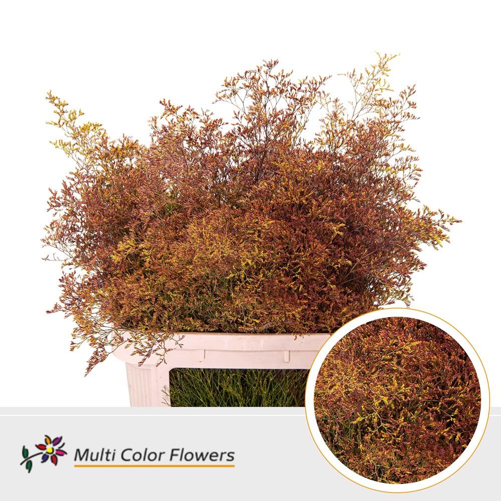 Срезанные цветы оптом Limonium beltlaard paint mix autumn от 25шт из Голландии с доставкой по России