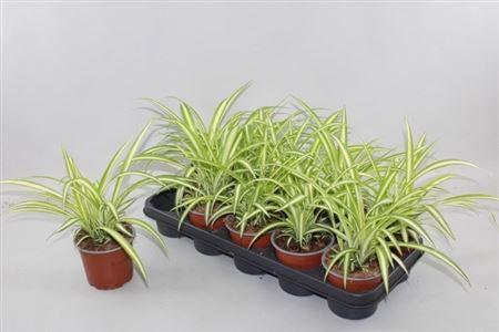Горшечные цветы и растения оптом Chlorophytum Com Variegatum от 10шт из Голландии с доставкой по России