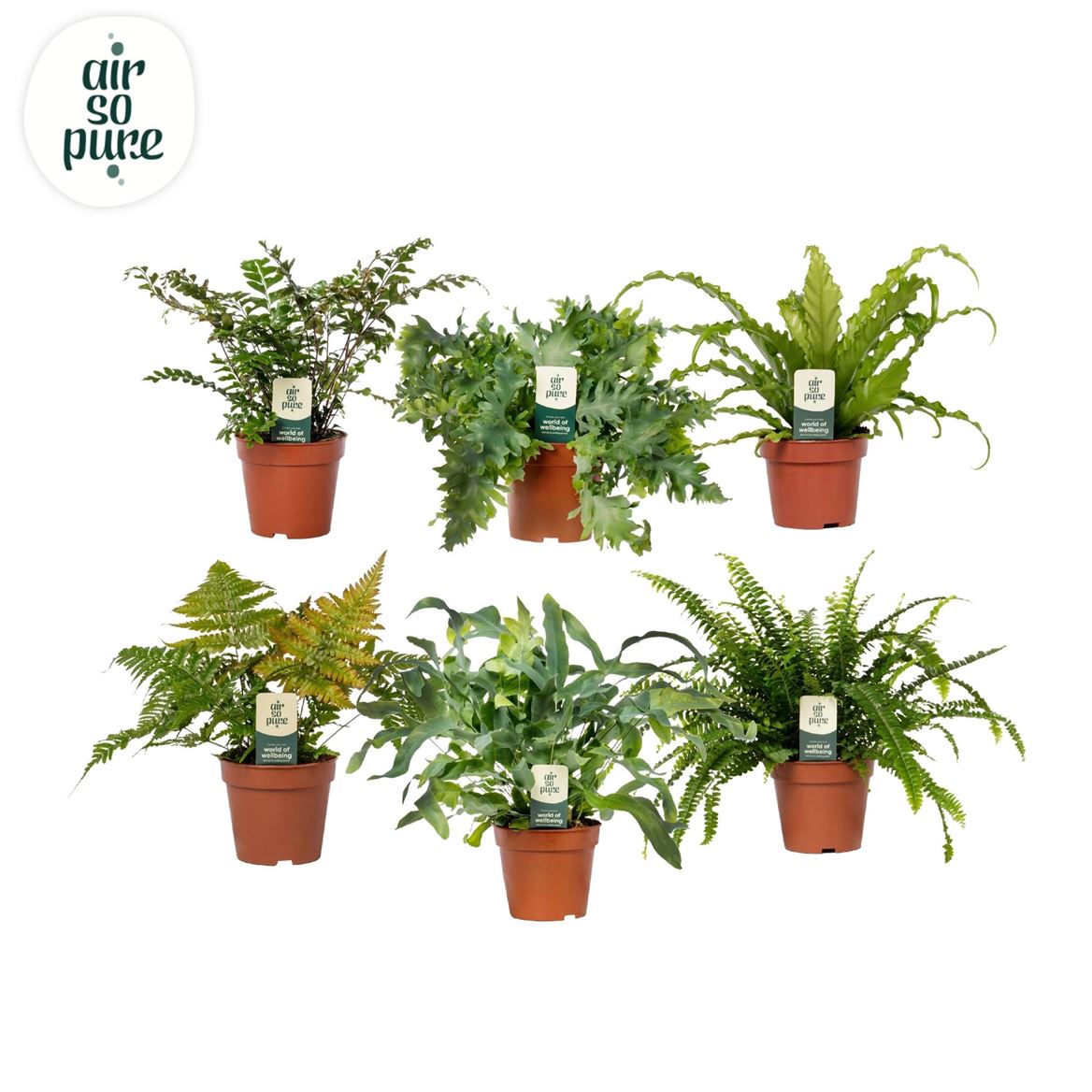 Горшечные цветы и растения оптом Fern Mix - Air So Pure от 10шт из Голландии с доставкой по России