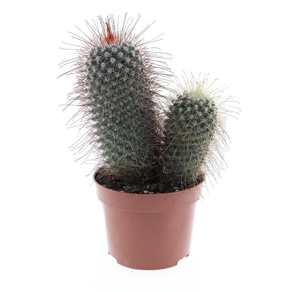 Горшечные цветы и растения оптом Mammillaria Pringley Dubbel от 6шт из Голландии с доставкой по России